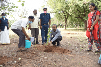 Plant saplings
