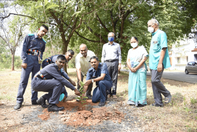 Plant saplings